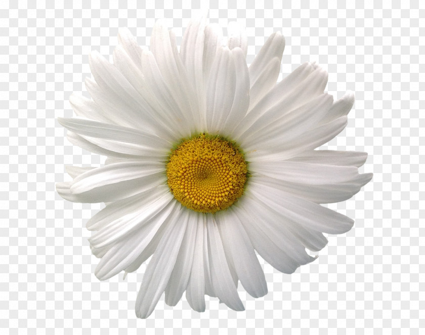 Sunflower Common Daisy Birth Flower Stock Photography Chamomile PNG