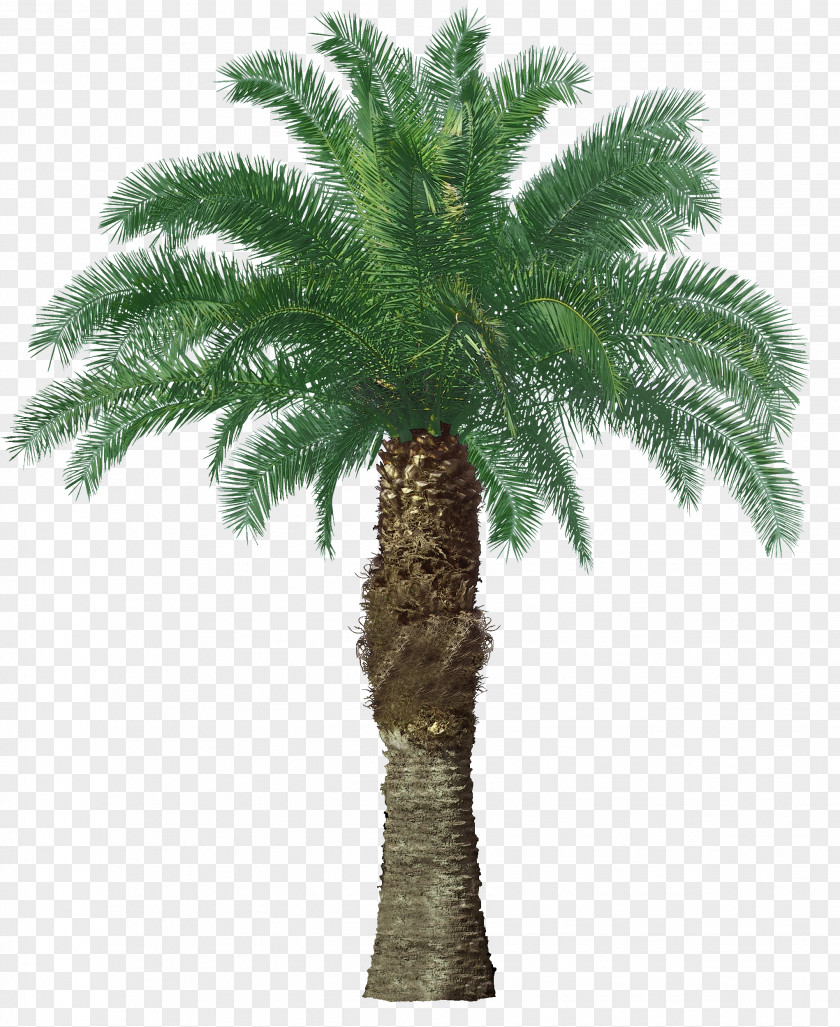 Tree Palm Oil Trees Clip Art Fruit PNG