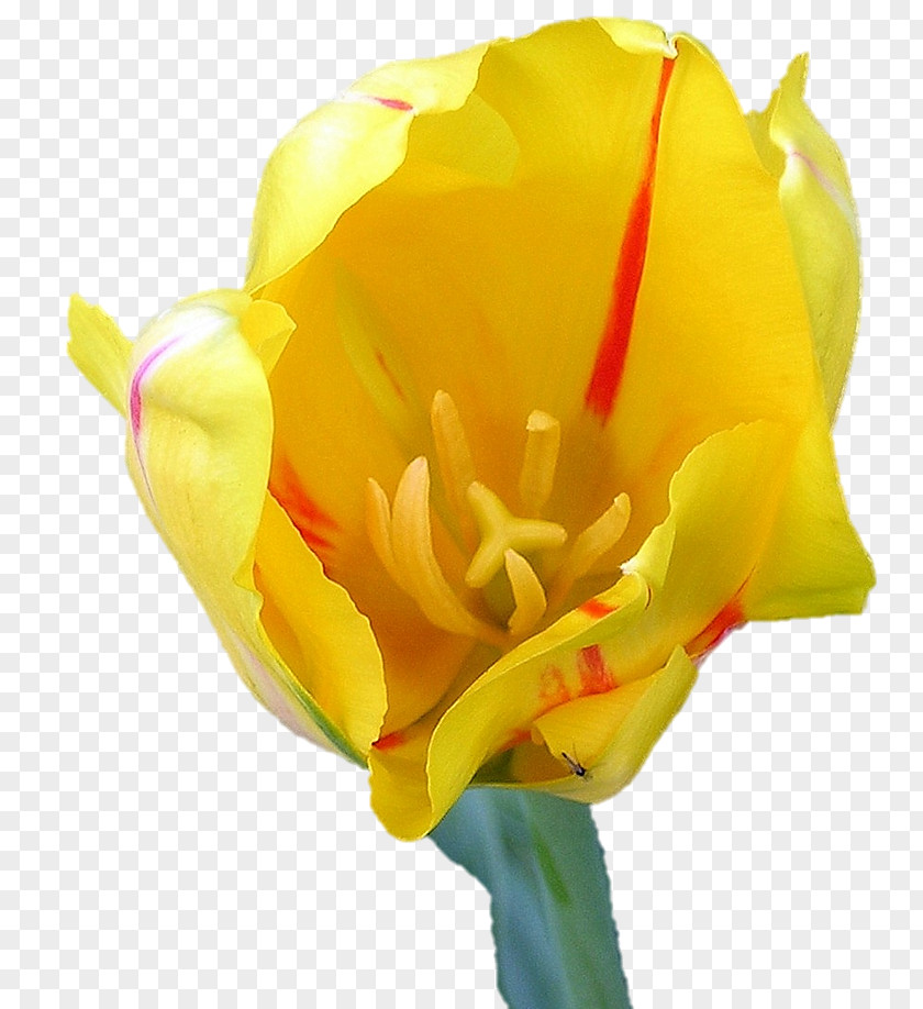 Tulip Evening-primroses Cut Flowers Canna Bud PNG