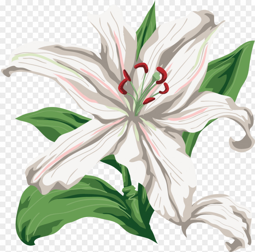 White Flower Lilium Cut Flowers Clip Art PNG