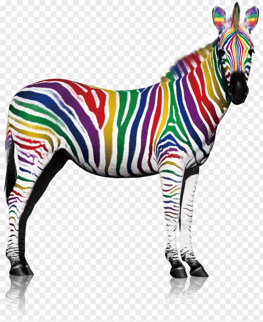 Color Zebra Quagga Lacquer Printing PNG