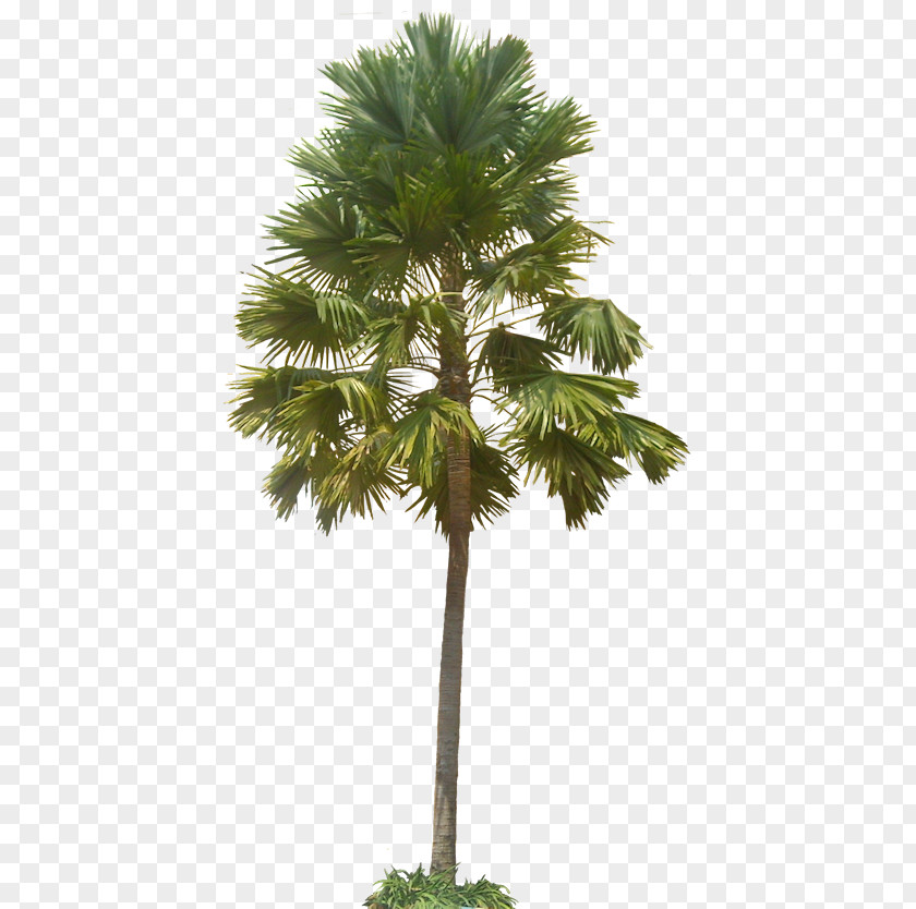 Palm Tree Asian Palmyra Arecaceae Saribus Rotundifolius Populus Nigra Subtropics PNG