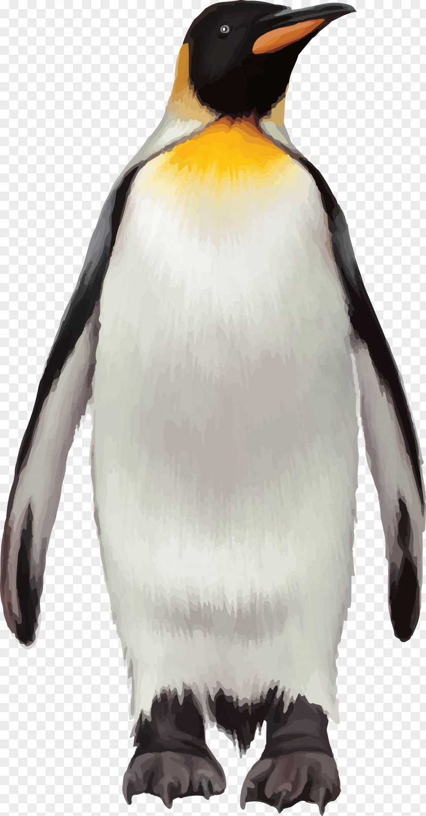 Pinguins Penguin Vecteur Download PNG