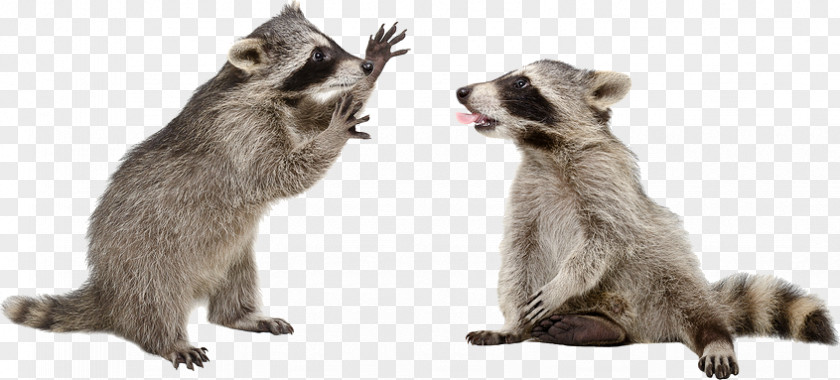 Raccoon Raccoons: A Natural History Gray Wolf Clip Art PNG