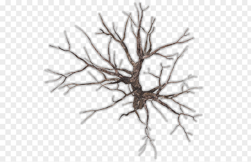 Top View Of Trees Twig Tree Branch Root Clip Art PNG