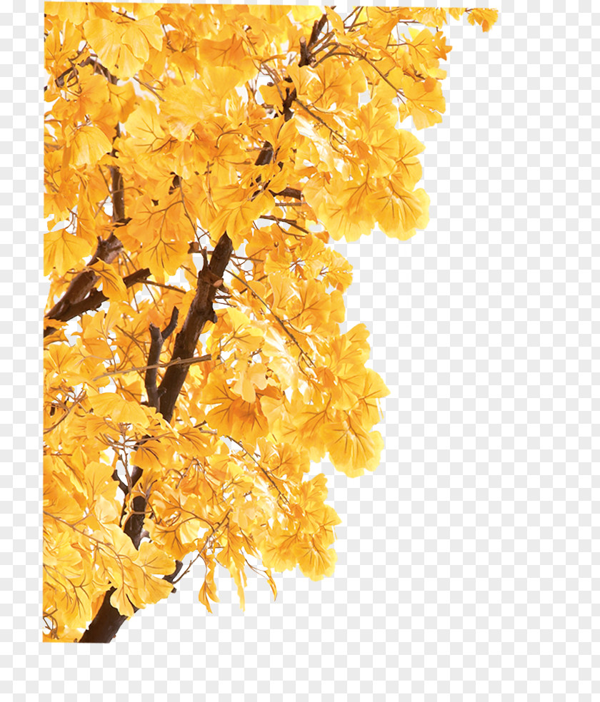 Autumn Maple Leaf Xiaoshu Dashu Liqiu Solar Term PNG