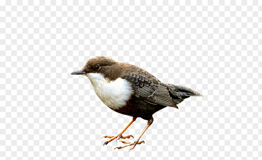 Bird Eurasian Magpie American Sparrows Reptile White-throated Dipper PNG