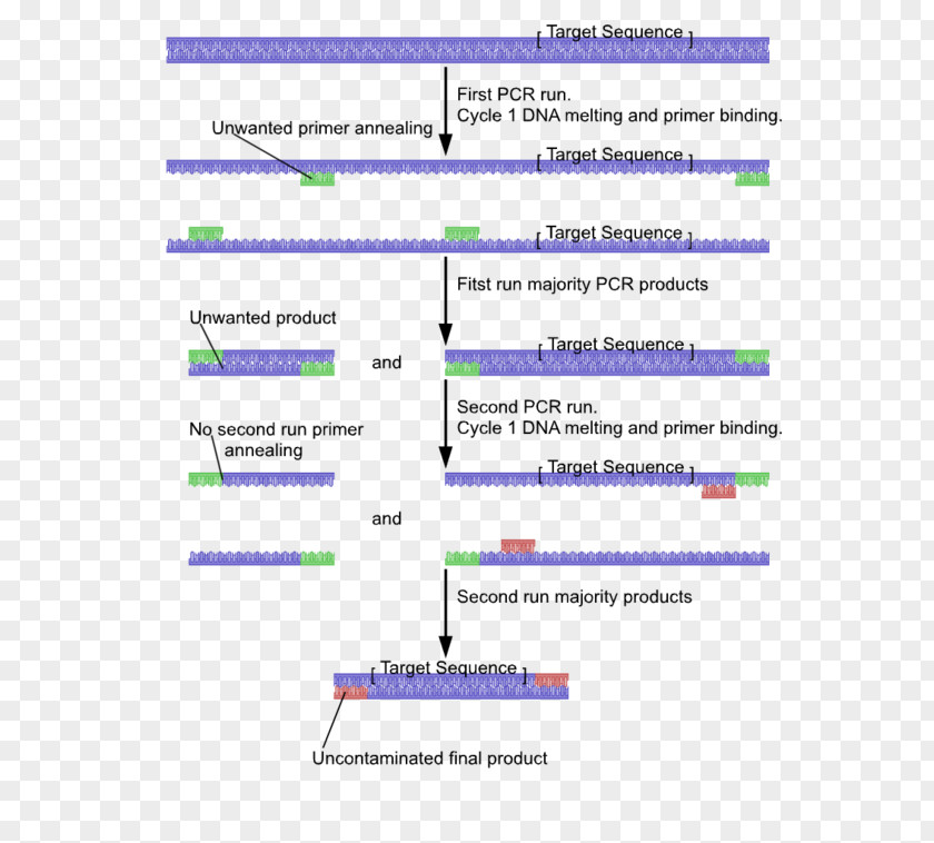 Chain Reaction Nested Polymerase Primer Inverse Reverse Transcription PNG
