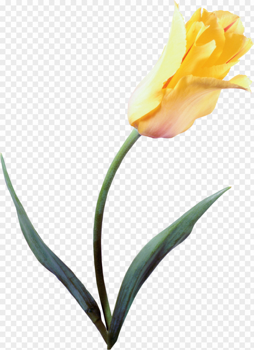 Flower The Tulip: Story Of A That Has Made Men Mad Petal Lady Tulip Yellow PNG