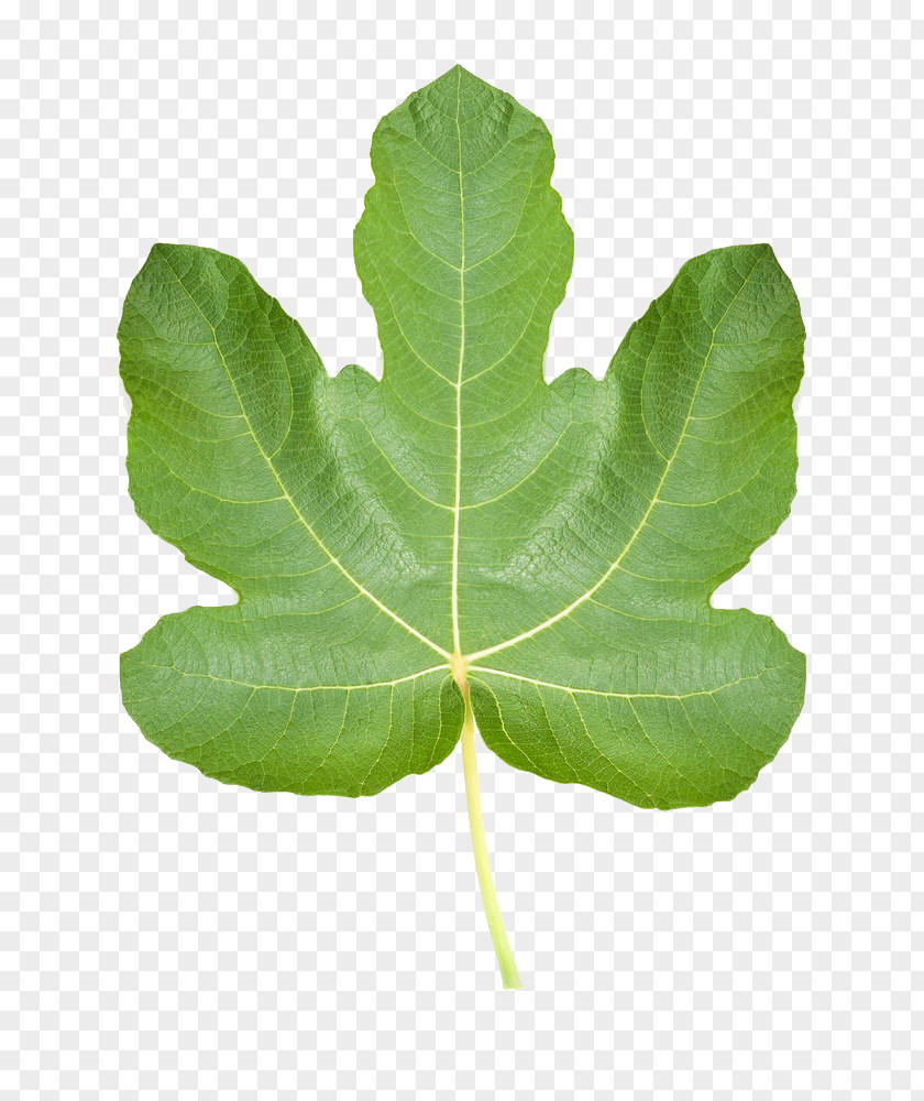 Realistic Fig Leaves Common Ficus Pumila Leaf Stock Photography PNG