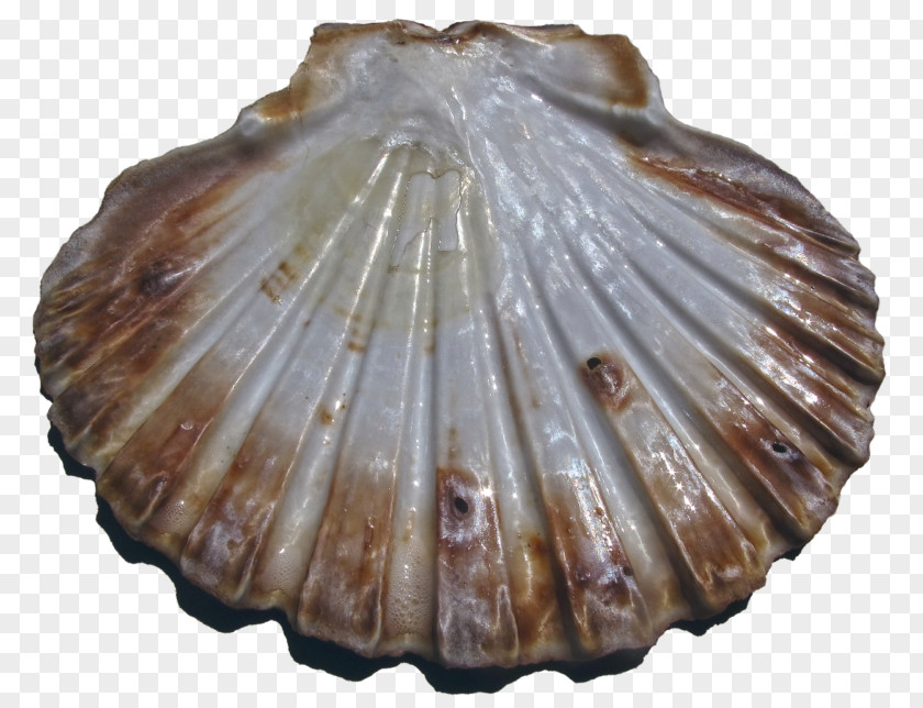 Seashell Cockle Bivalvia Pecten Jacobaeus Great Scallop PNG