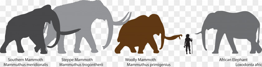 Elephants Mammuthus Meridionalis Woolly Mammoth African Bush Elephant Steppe Columbian PNG