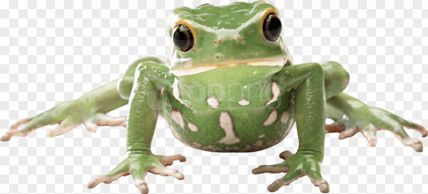 Frog Top Clip Art Amphibians Transparency PNG