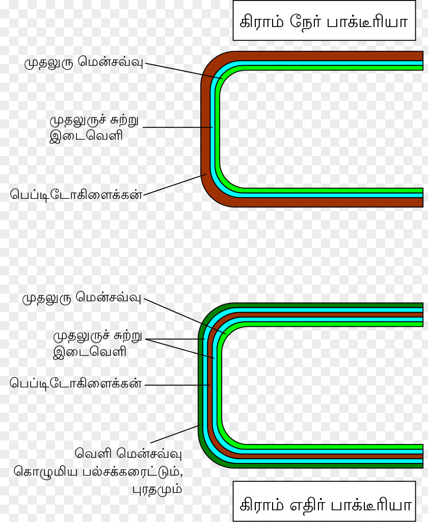 Gram-positive Bacteria Gram-negative Gram Stain Cell Wall Peptidoglycan PNG bacteria stain wall Peptidoglycan, tea pattern clipart PNG