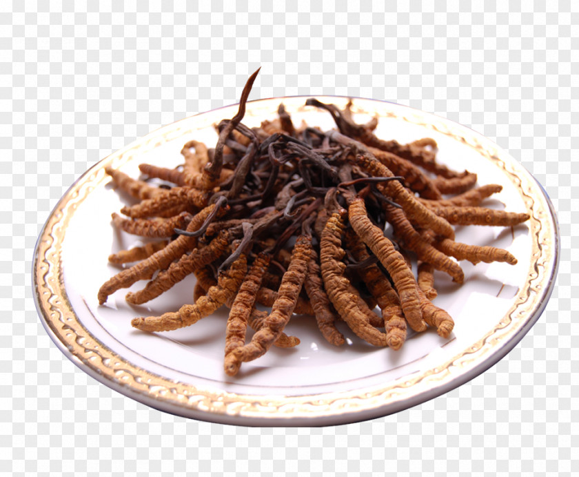 Herbs Vietnam Caterpillar Fungus Pharmaceutical Drug Disease PNG