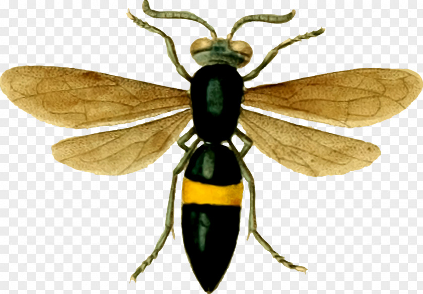 Insect Bee Hornet Wasp PNG