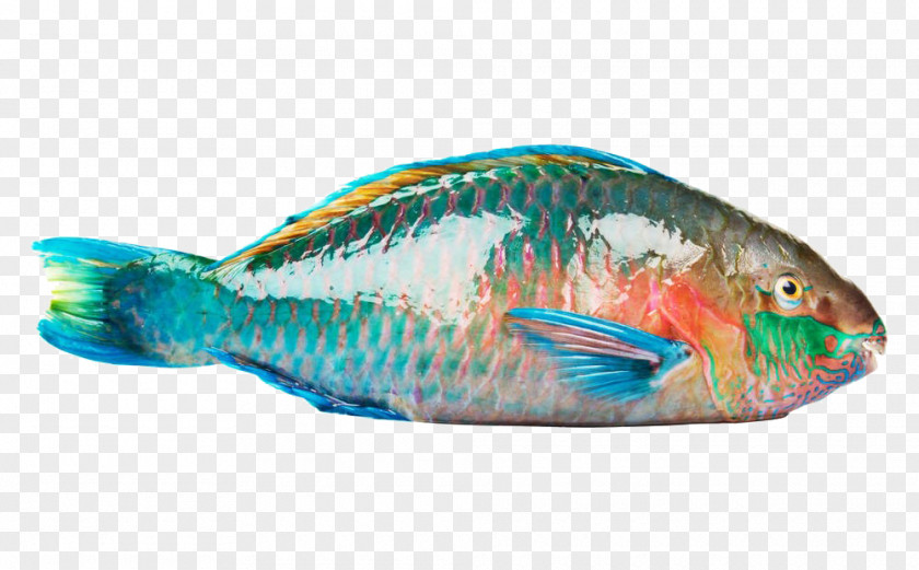 Parrotfish HQ Pictures Rainbow Beak Coral Reef Fish PNG