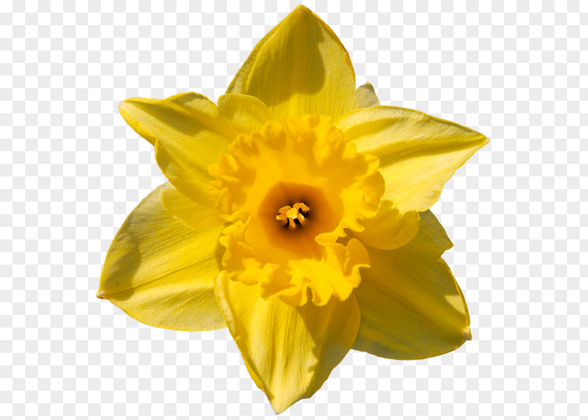 Flower Yellow Bouquet Jonquille PNG