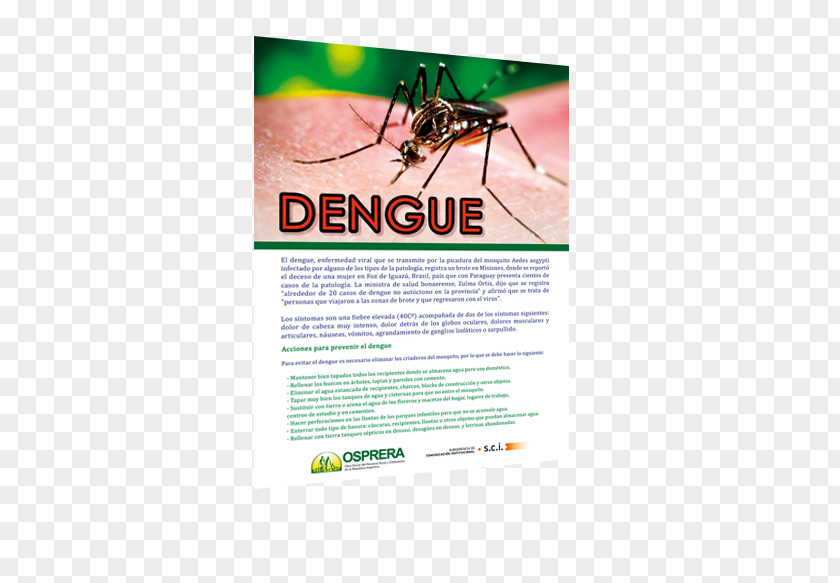 Insect Yellow Fever Mosquito Graphic Design PNG