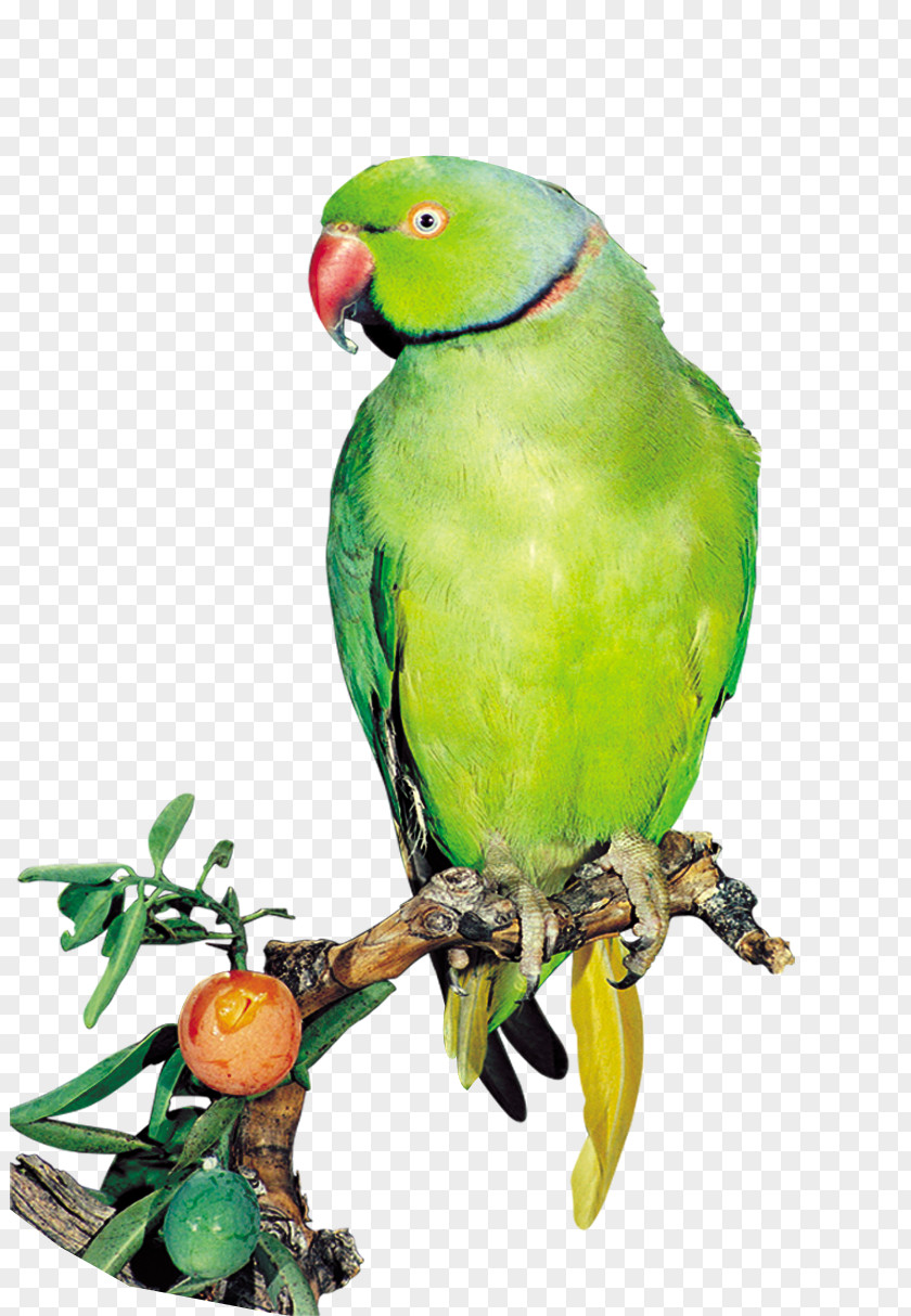 Parrot Amazon Bird True Computer File PNG