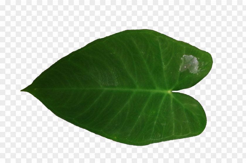 Satisfy Shoots Creative Green Poster Image Leaf PNG