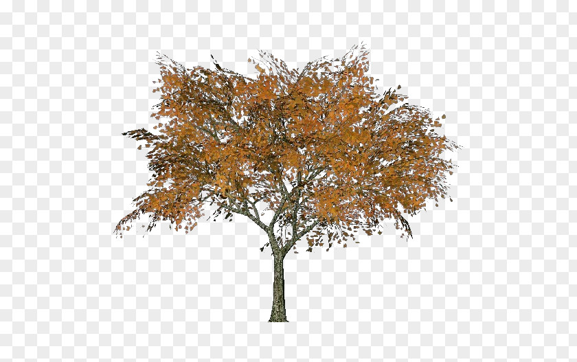 Tilia Cordata Twig Autumn Oak Deciduous Leaf PNG