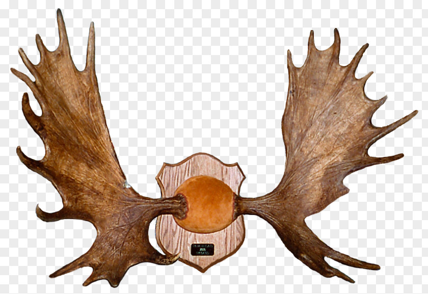 Antler Elk Deer Alaska Moose Horn PNG