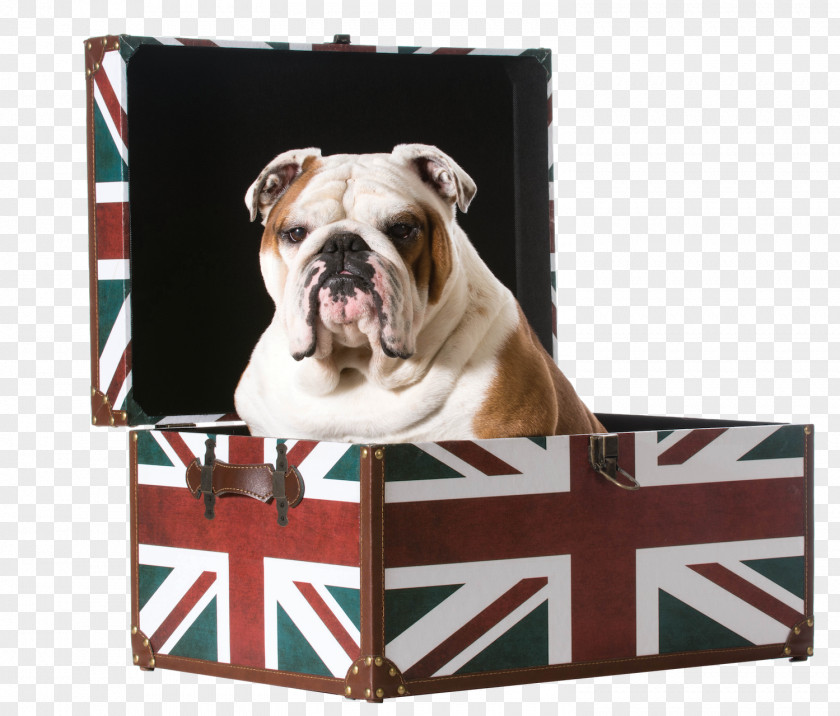 English Bulldog Stock Photography Puppy United Kingdom PNG
