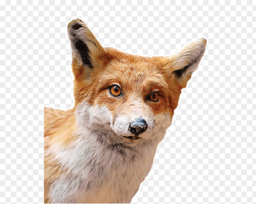 Red Fox Dhole Gray Wolf Fur PNG