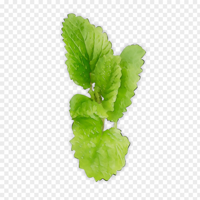 Spring Greens Romaine Lettuce Herbalism PNG