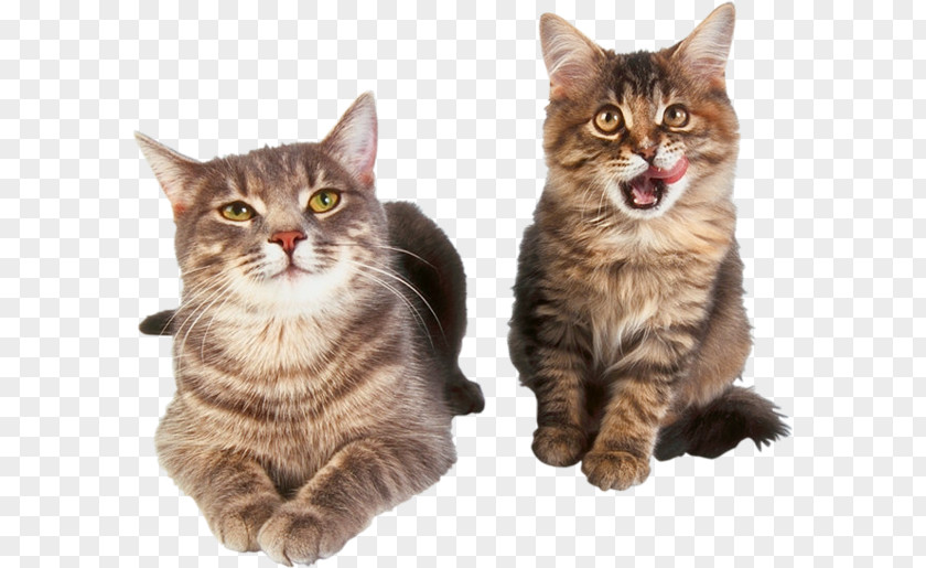 Cat Kitten Pet Sticker Clip Art PNG