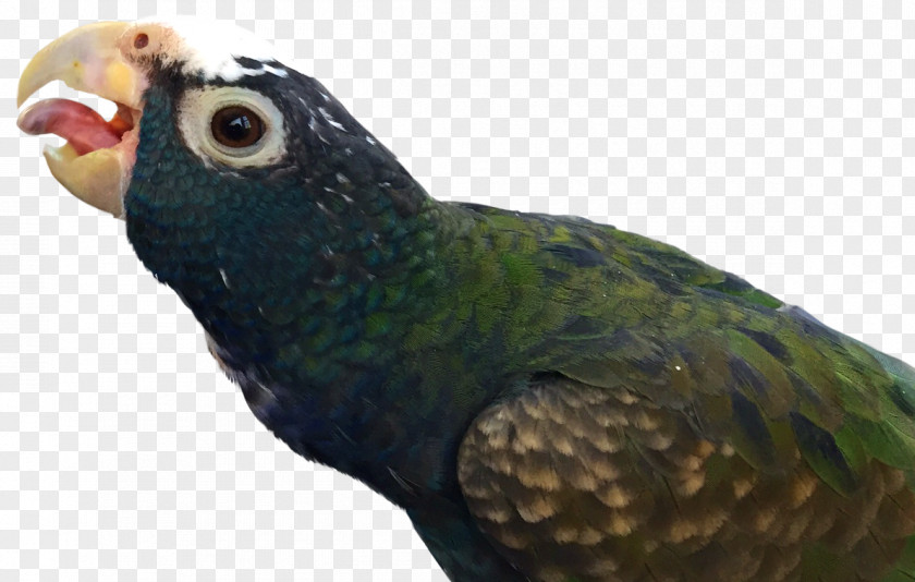 Elliot Alderson Beak Parrot Fauna Galliformes Feather PNG
