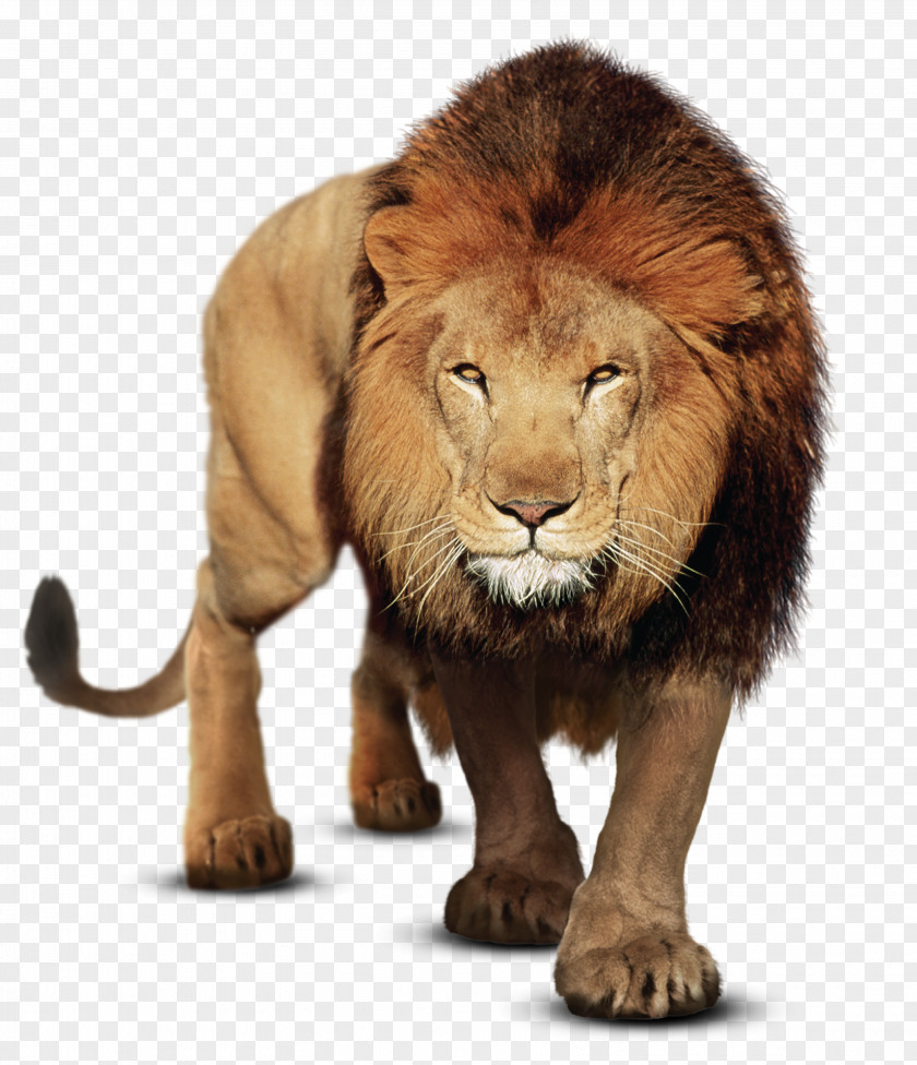 Fundo Dia Do Professor Gujarat Felidae PicsArt Photo Studio East African Lion PNG