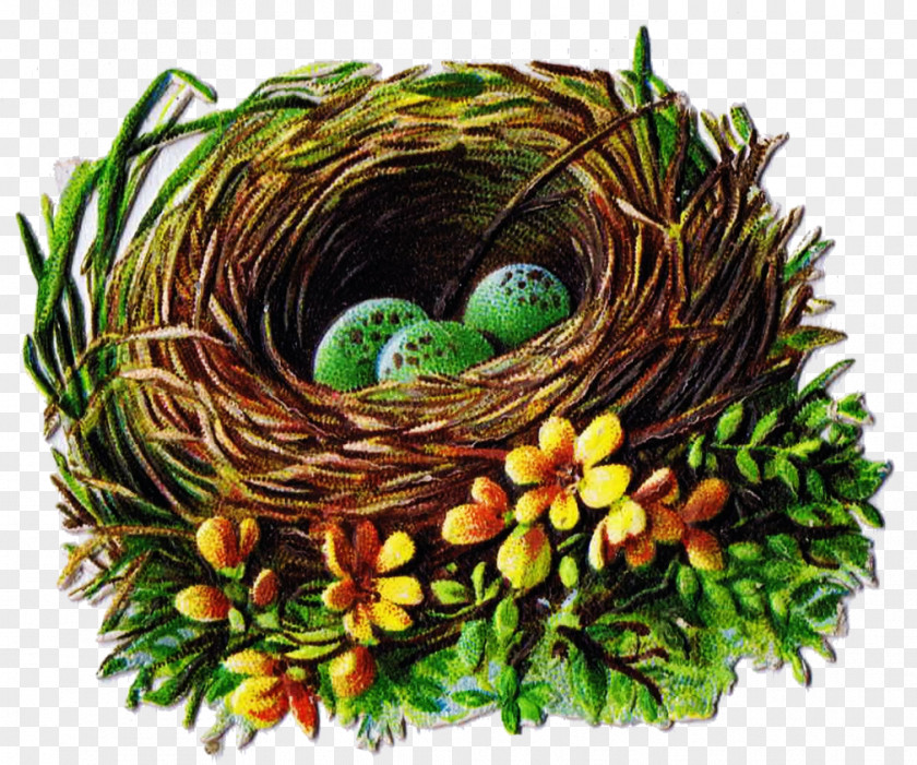 Nest Bird Clip Art PNG