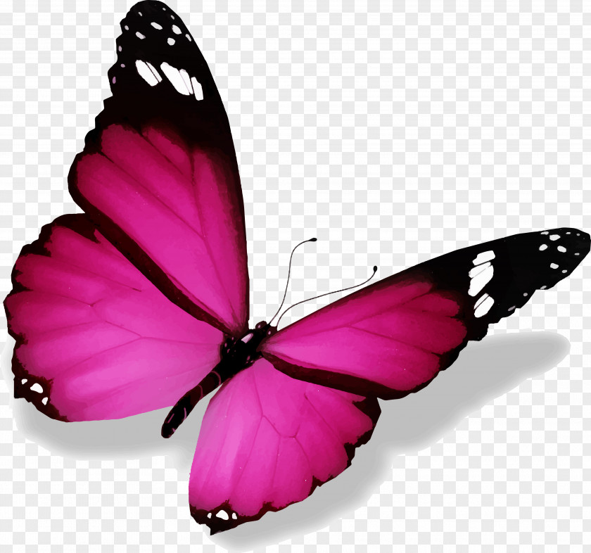 Papillon Butterfly Color Canvas Print PNG