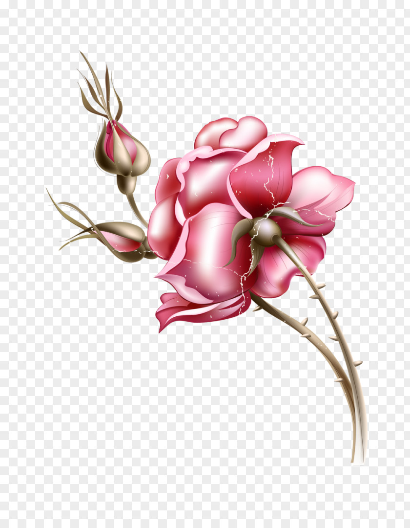 Peony Poster Photography Clip Art PNG