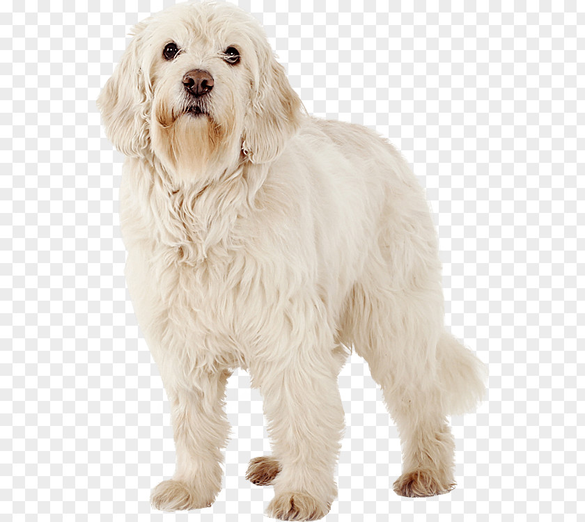 Puppy Cockapoo Petit Basset Griffon Vendéen Maltese Dog Labrador Retriever PNG