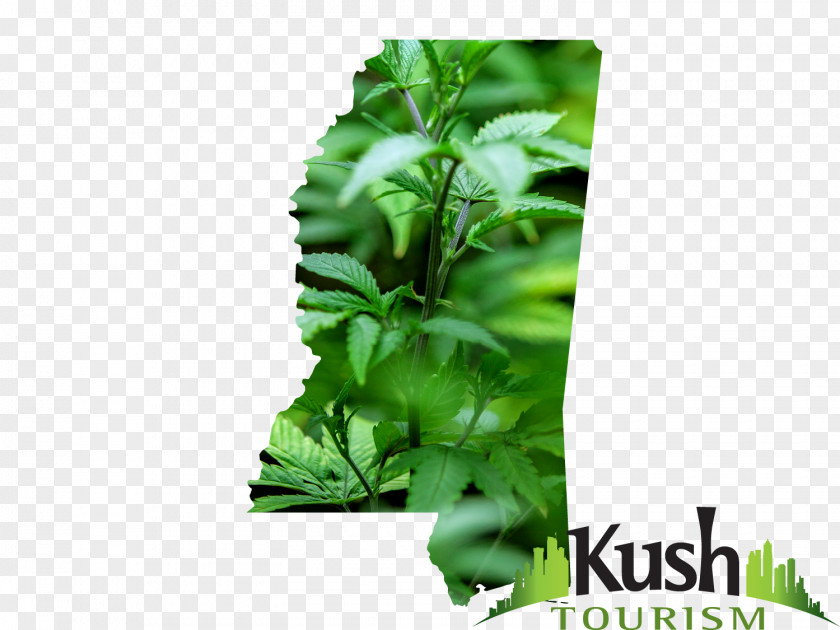 Cannabis Medical Maine U.S. State California PNG