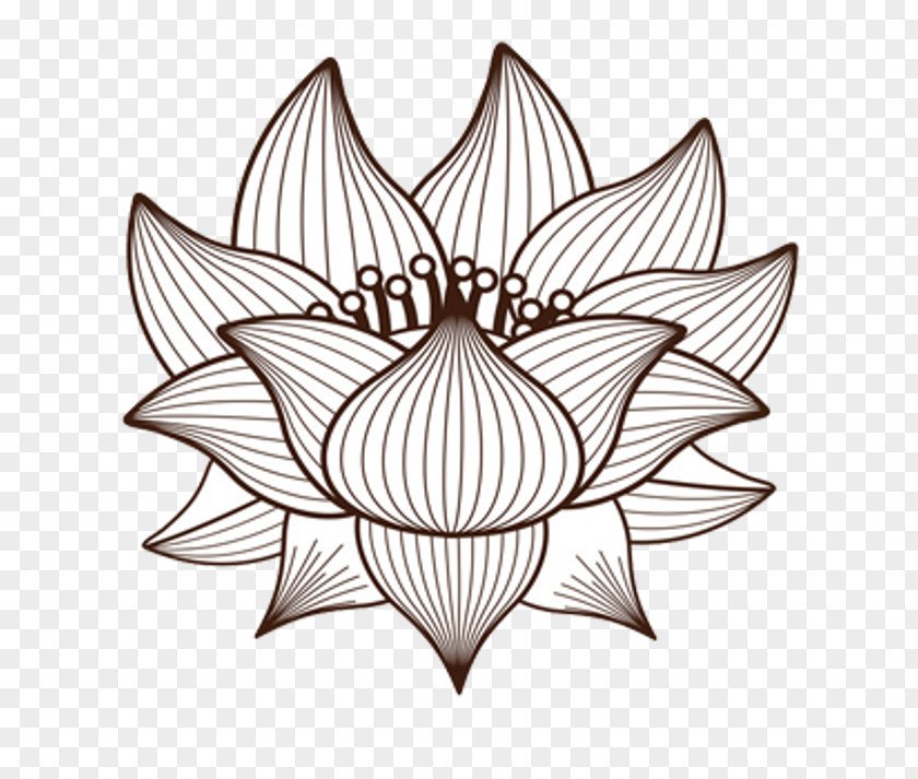 Design Drawing Nelumbo Nucifera PNG