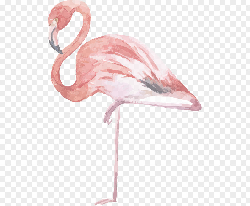 Flamingo Vector Graphics Bird Pink Illustration PNG