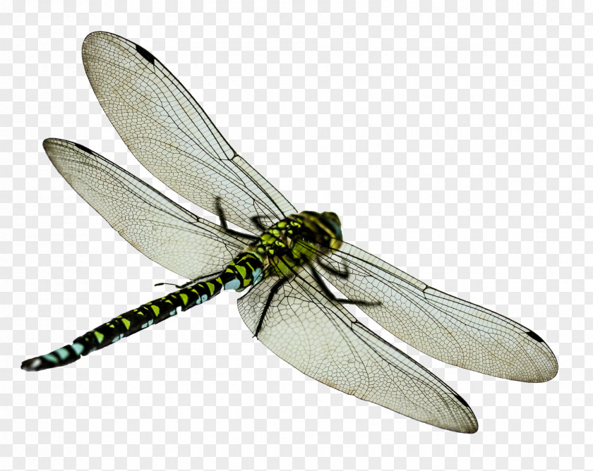Flies Insect Dragonfly Clip Art PNG