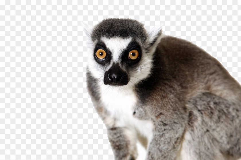 Tail Ring-tailed Lemur Primate Animal Usability Goals PNG