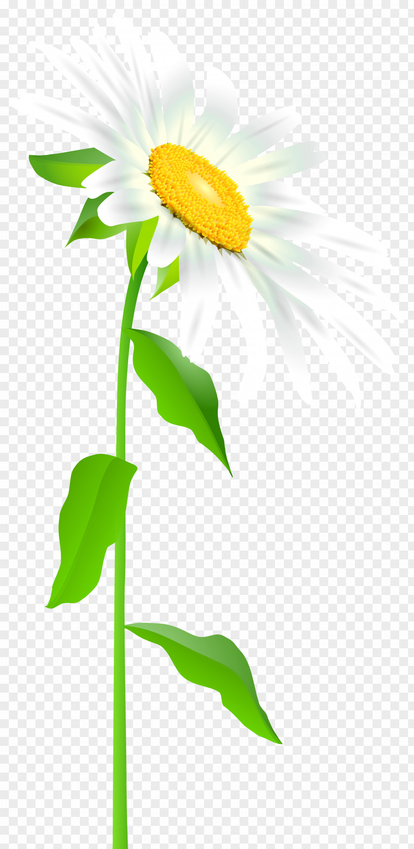Daisy With Stem Transparent Clip Art Image Common Sunflower Text Leaf Illustration PNG