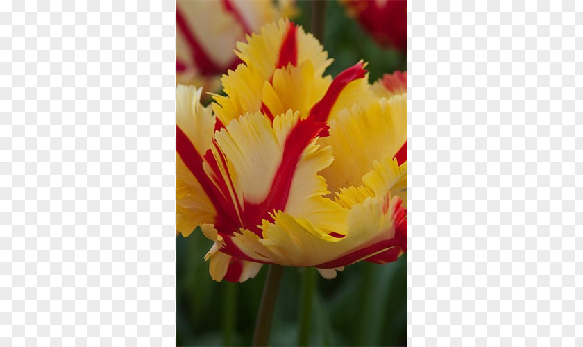 Peruvian Lily Tulip Petal Close-up PNG