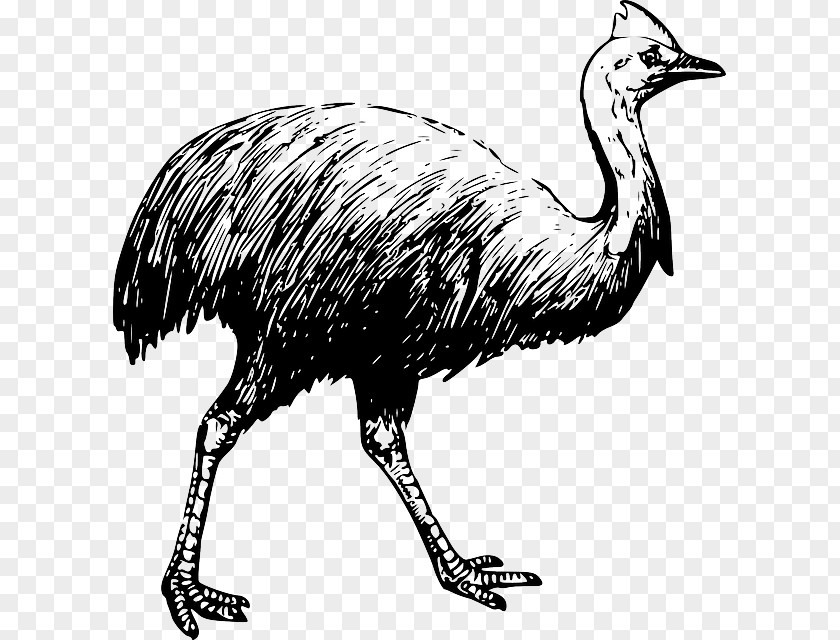 Pink Swan Bird Southern Cassowary Emu Clip Art PNG