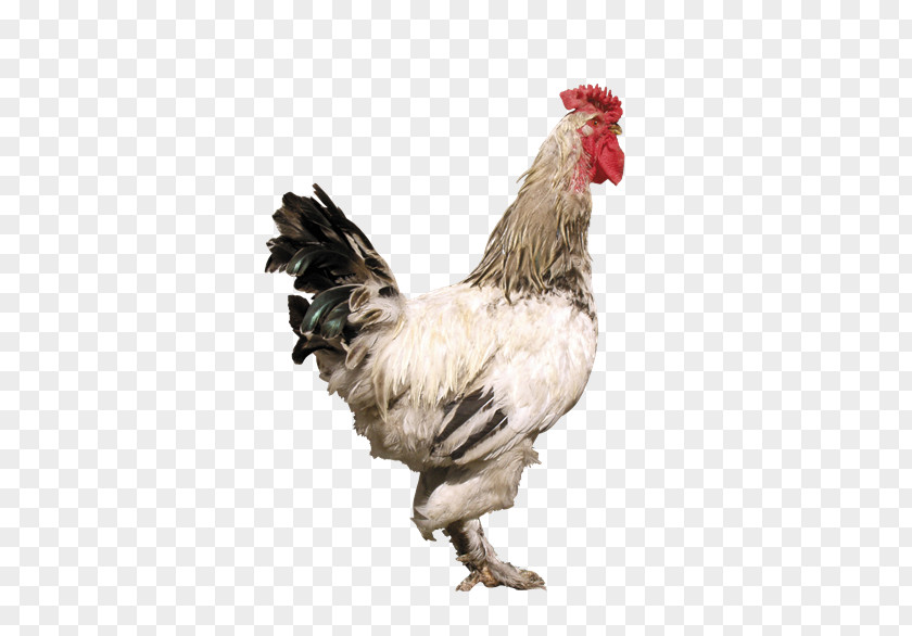 Rooster Denizli Chicken Hồ PNG