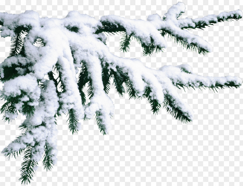 Santa Claus Pine Christmas Snow PNG