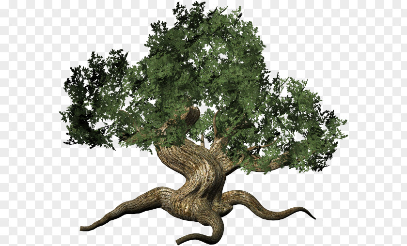 Tree Clip Art Digital Image Branch PNG