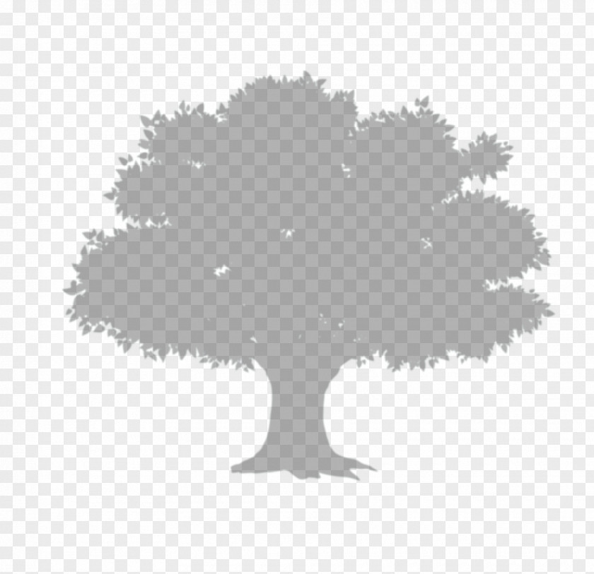 Trees Album Tree Shadow PNG