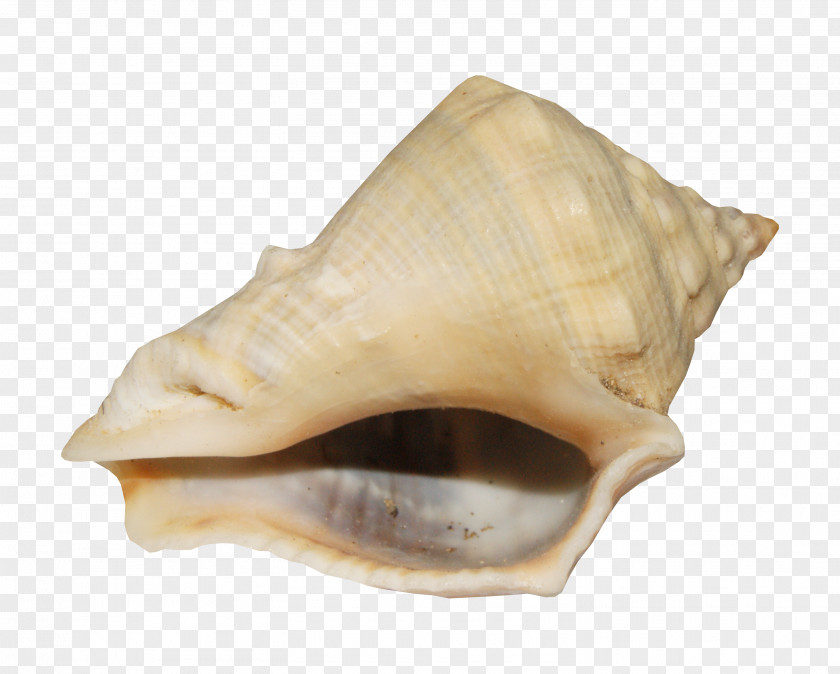 Conch Pattern Sea Snail Albom Photography PNG